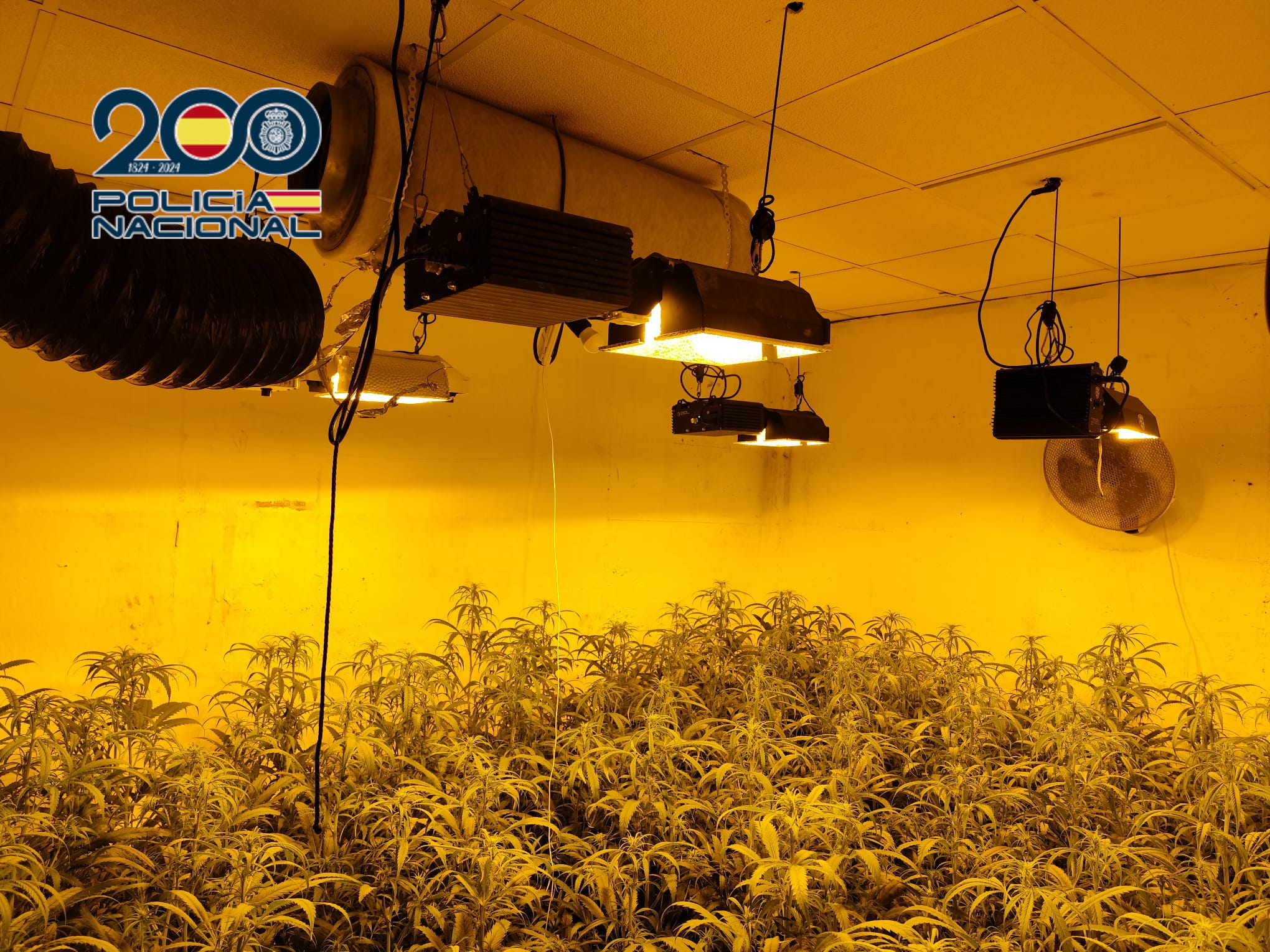 La Policía desmantela seis puntos de venta de droga en Benidorm, l’Alfàs y La Nucía