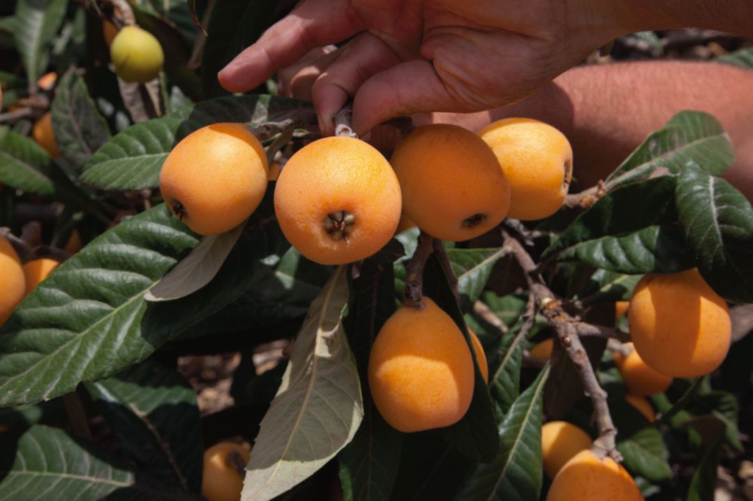 El níspero de Callosa, en el punto de mira: La Unió Llauradora pide una nueva fiscalidad