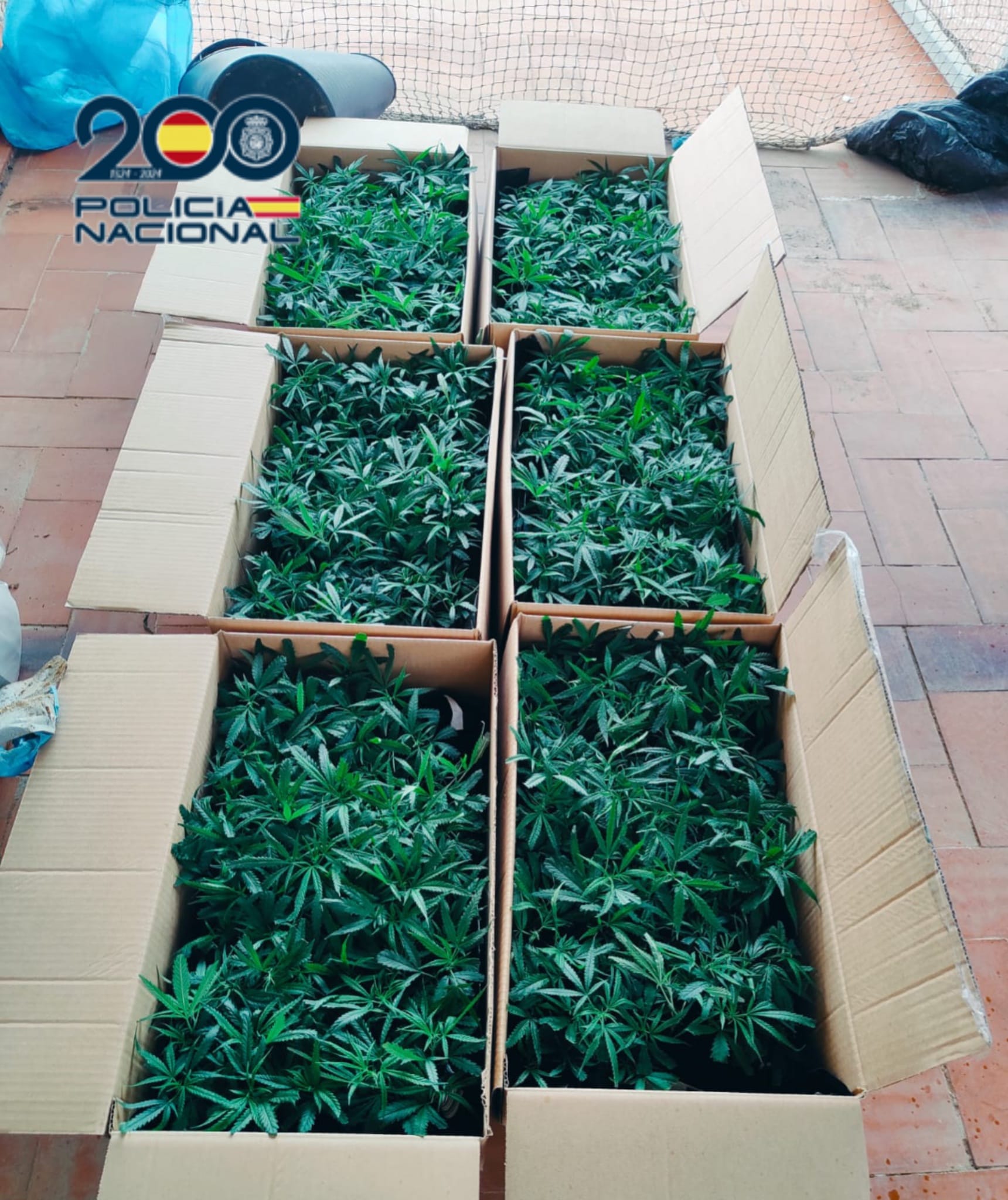 La Policía detiene en Benidorm a un hombre con 600 esquejes de marihuana en su coche
