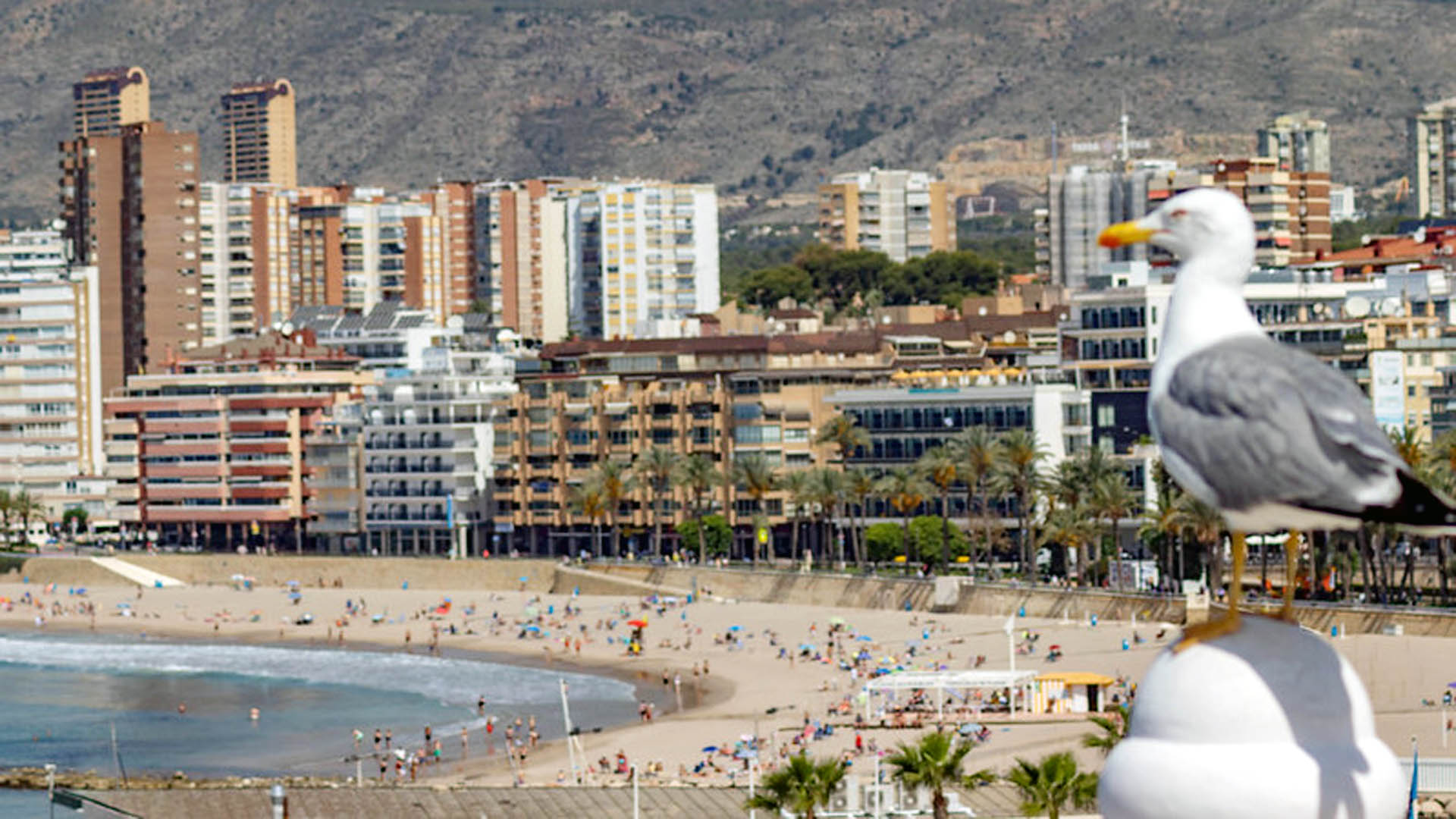 Benidorm aprueba ayudas por 56.000 euros para emprendedores y asociaciones empresariales
