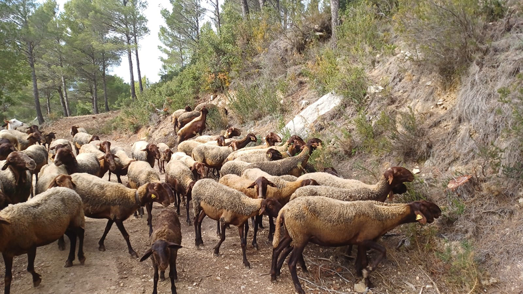 Las ovejas vuelven a tomar la Serra de Bèrnia para prevenir incendios