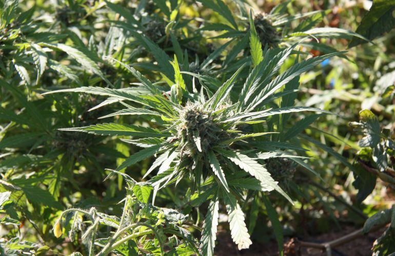 La Policía desmantela una plantación de marihuana en La Nucía